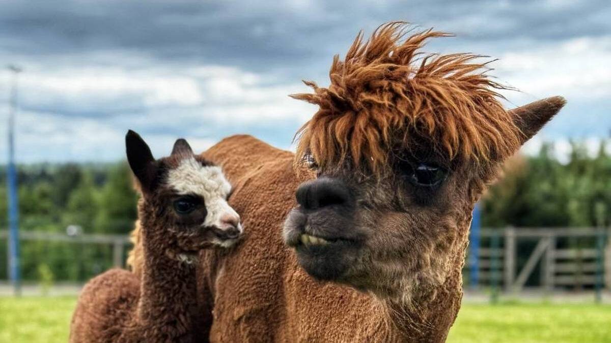    Фото: Russian_alpacas / Российские альпаки / Telegram