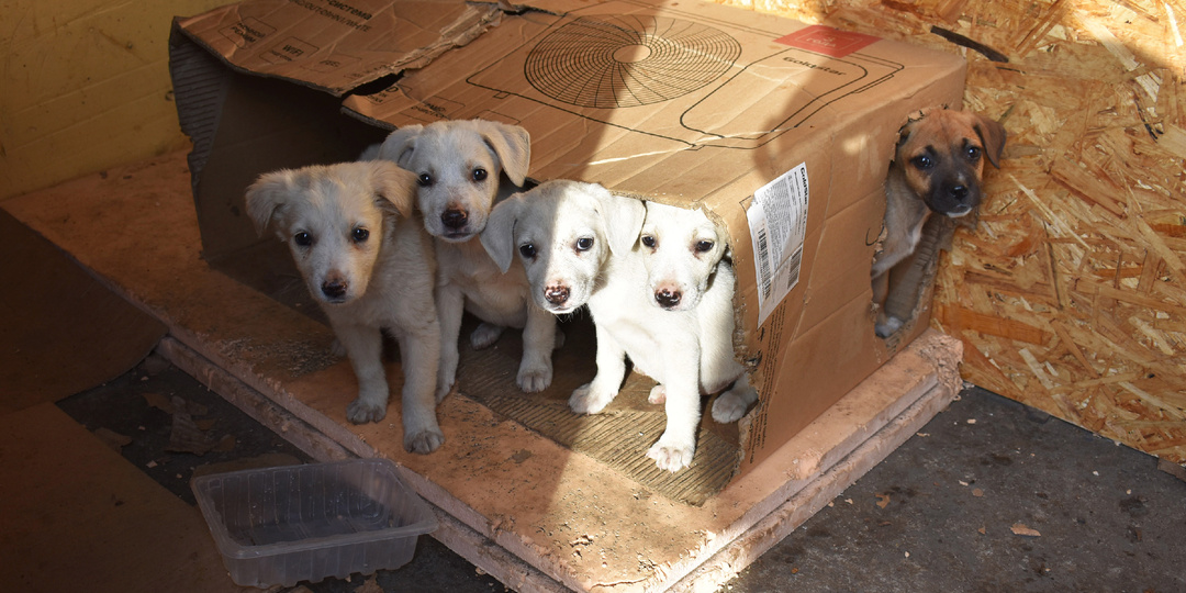 Ненужные с рождения. Две коробки с 9-ю щенками вынесли к мусорке!