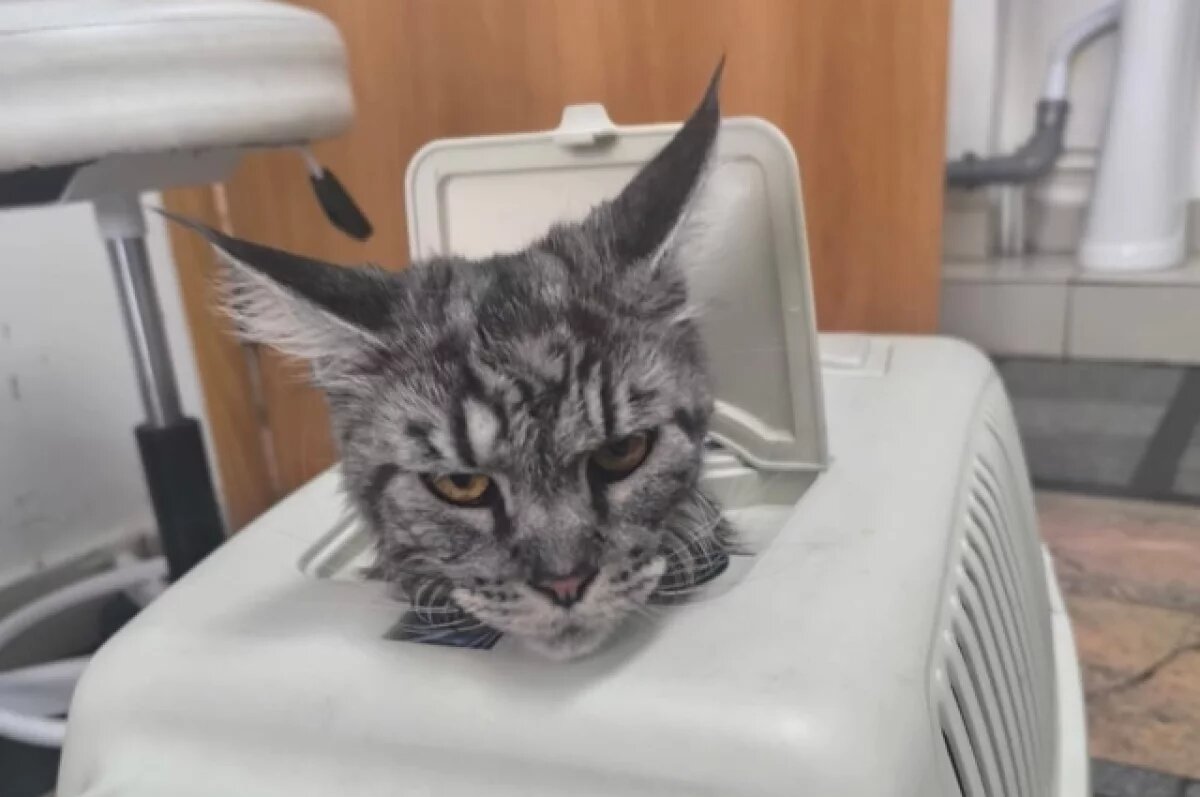    В Тверскую область ввозили корма и рыбу и вывозили котов