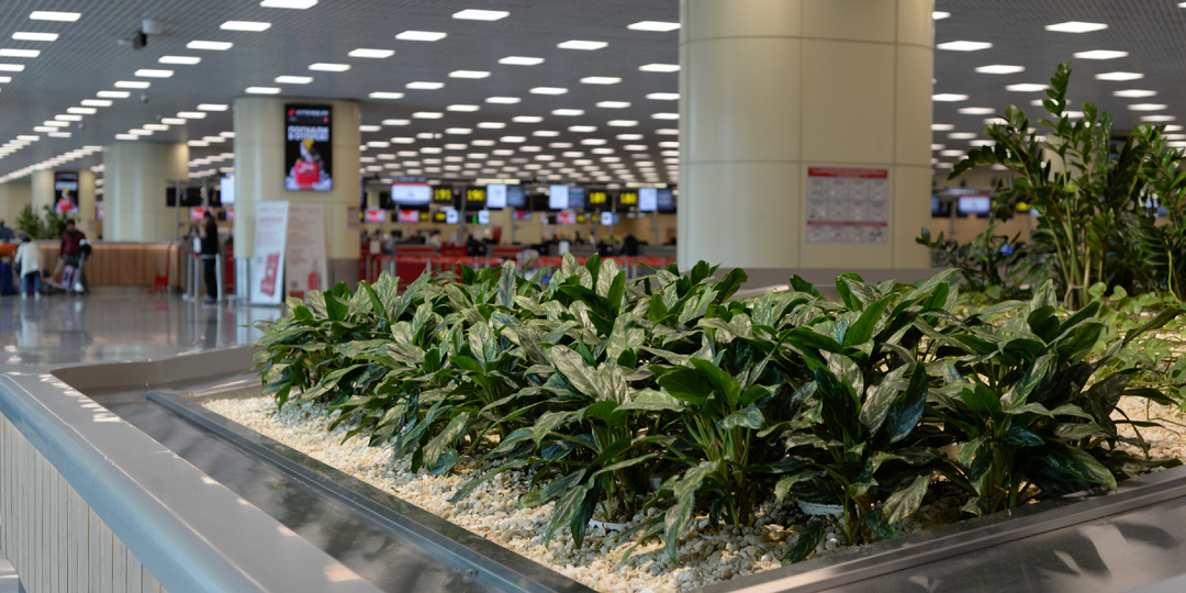Домодедово – самый зеленый аэропорт России