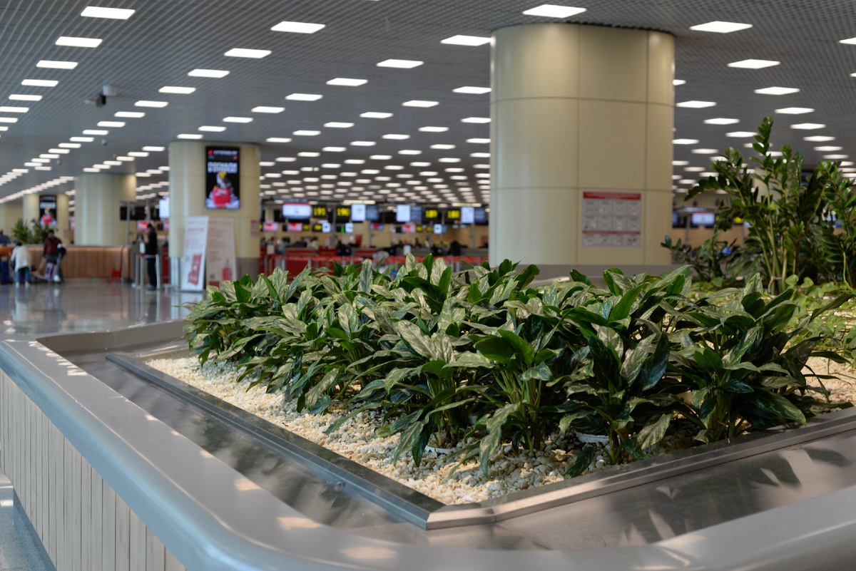 Зеленый "остров" в международном сегменте терминала. 