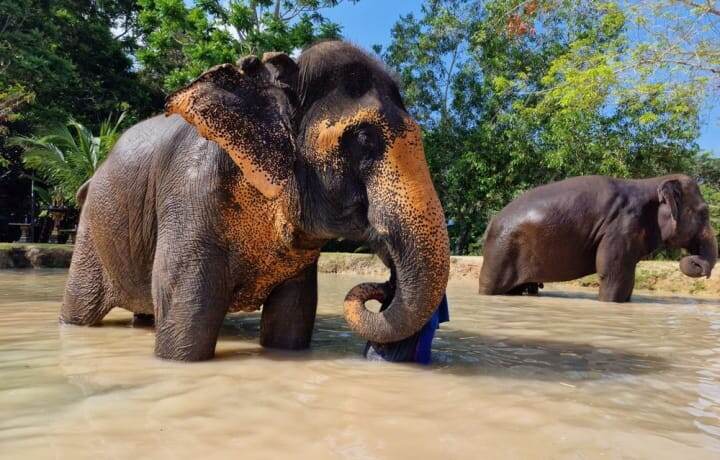 Слоны — умные и добрые великаны