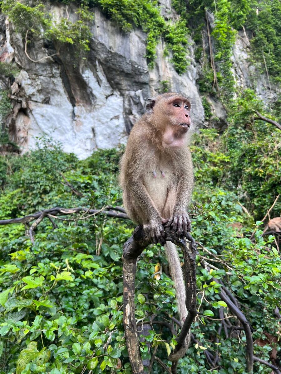 На Пхукете обезьян с легкостью можно встретить в дикой природе