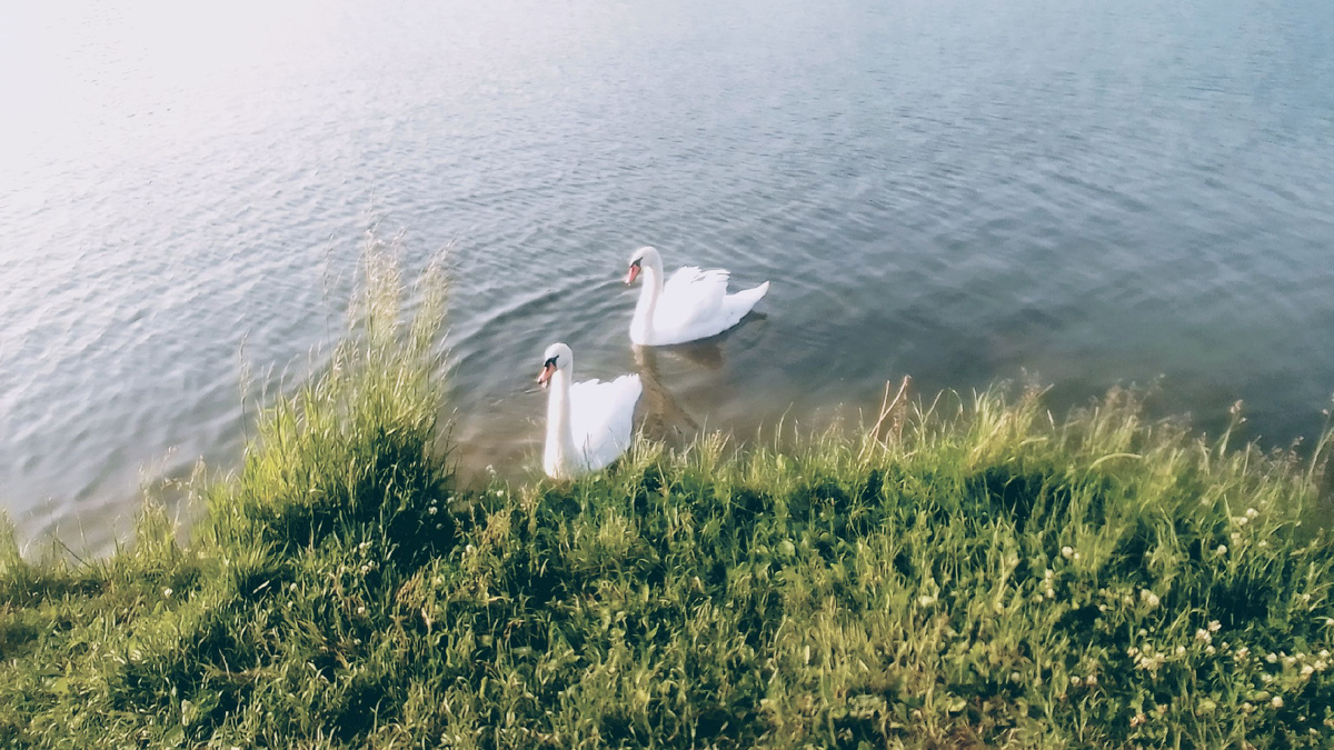 Лебеди, кстати, несмотря на холод, вывели на озере птенчиков 