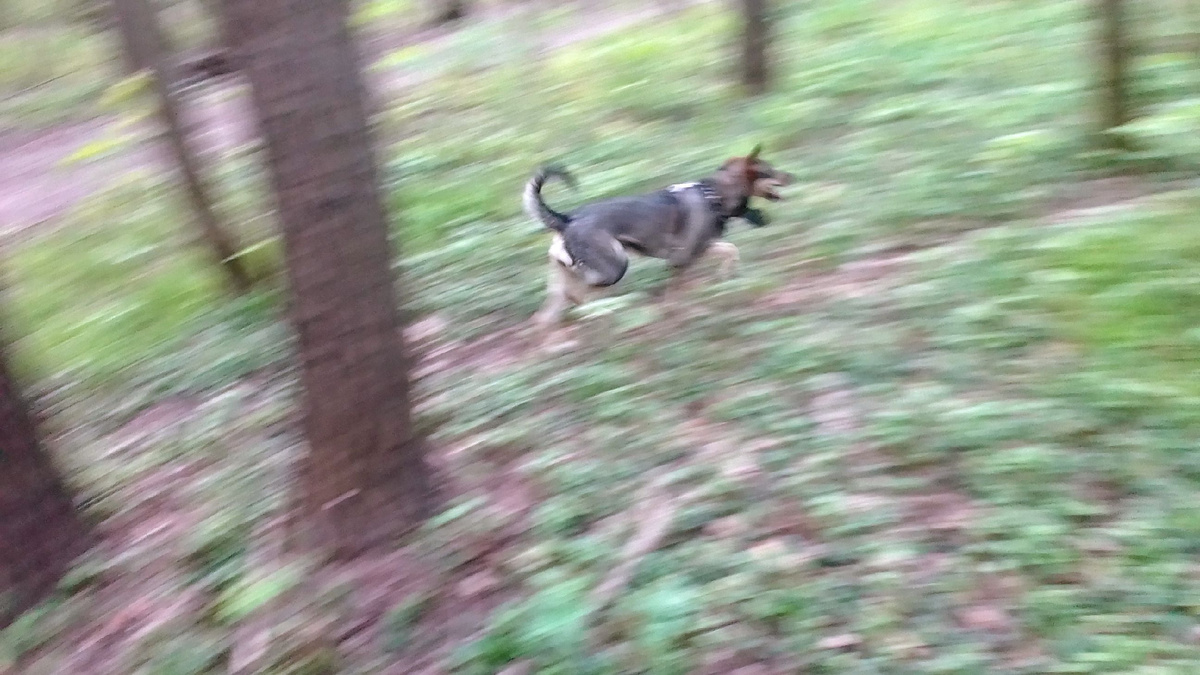 Моя любимая собака в лесу под дождем