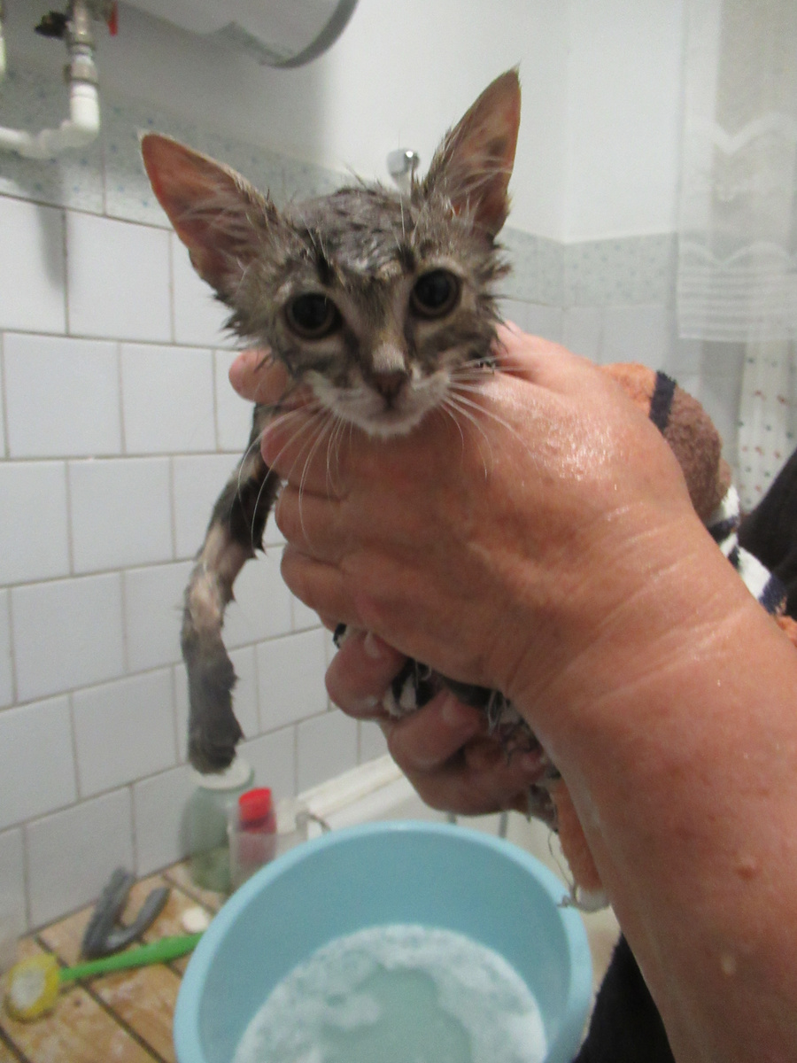 После обработки от насекомых и купания.