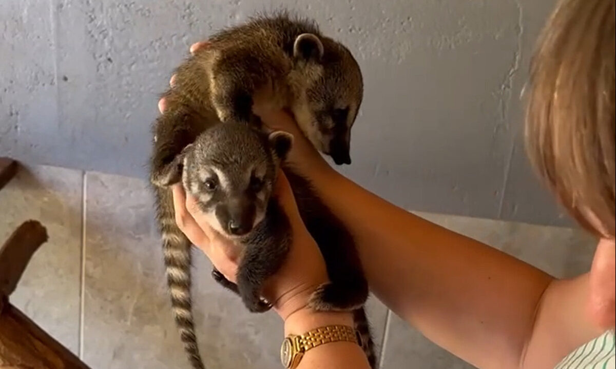    Фото t.me/sochigeograf