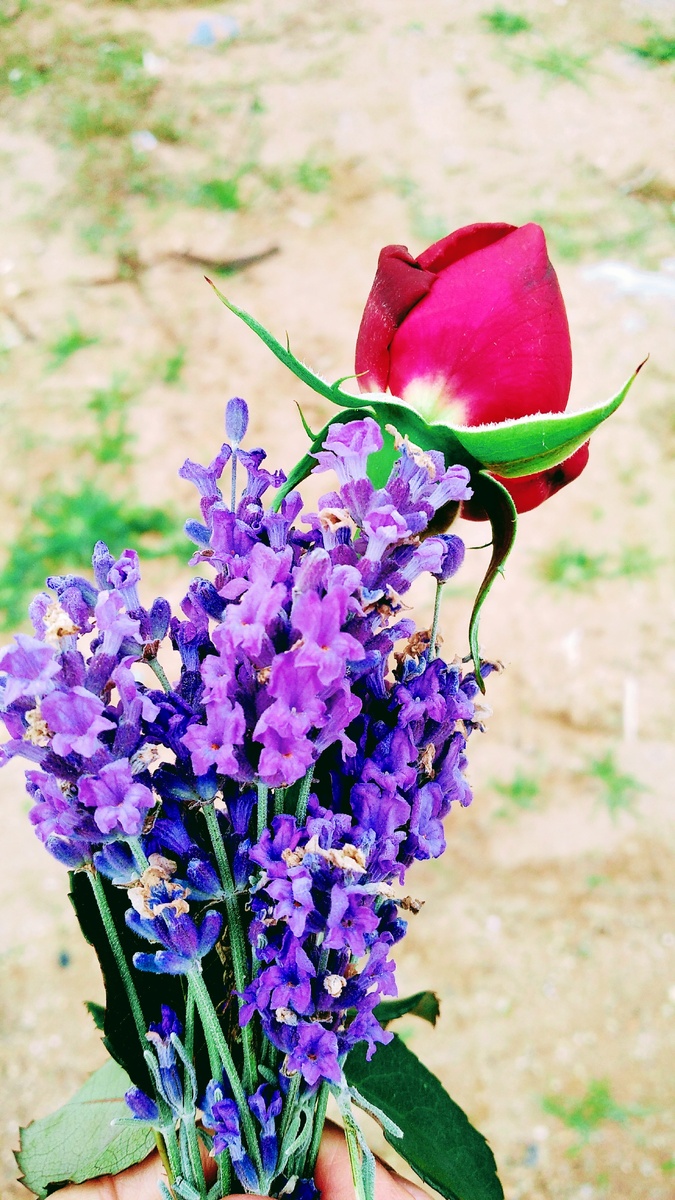 Это мне Толик подарил розочку и веточку лаванды 