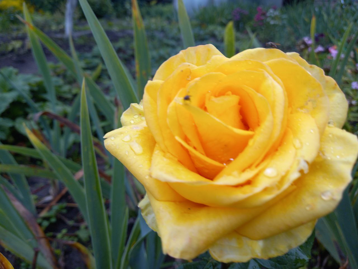 Первые розы в мём саду. Дожди замучили не только нас, людей, но и растения. Фото 30.06.2025.