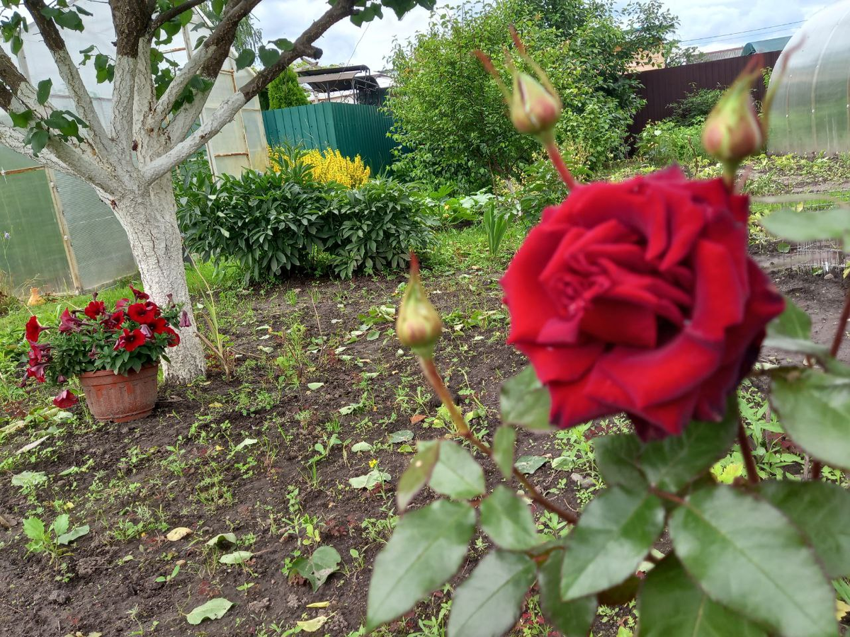 Первые розы в мём саду.  Фото 29.06.2025.