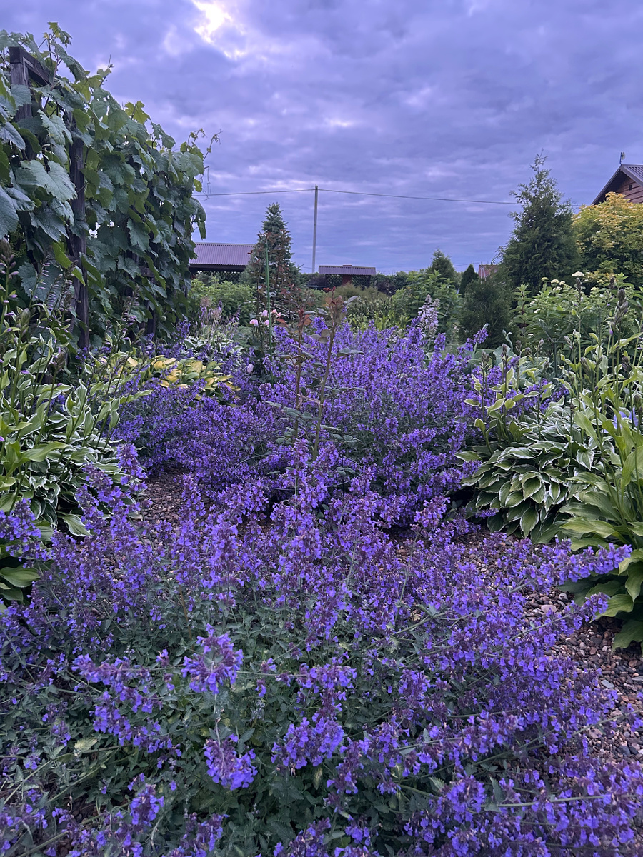 Котовники на фоне вечернего неба. Фото Мой второй сад
