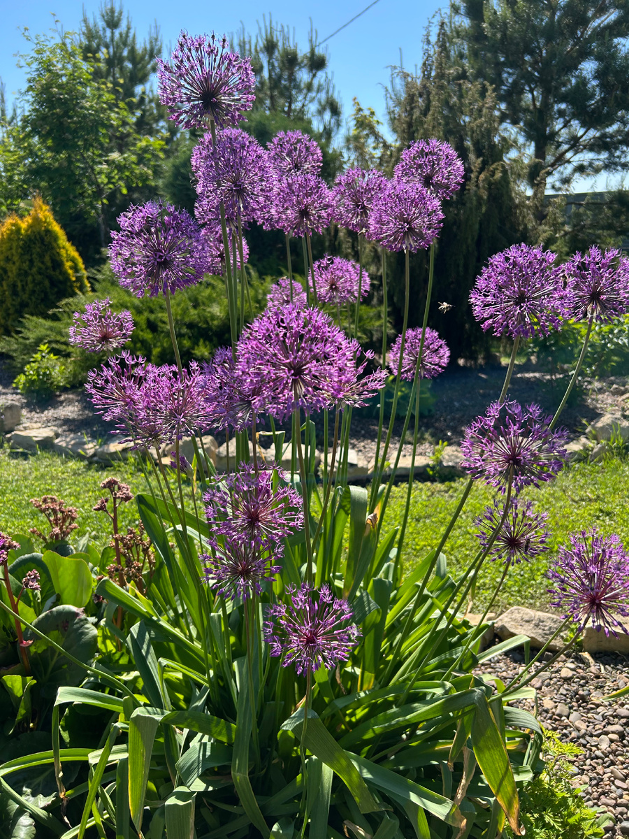 Весеннее цветение луков. Фото Мой второй сад