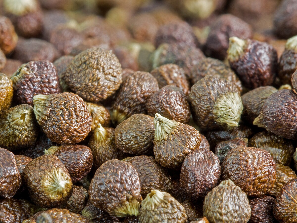 Фото; Paradieskörner - Wikipedia w de.m.wikipedia.org