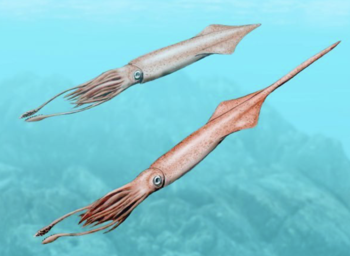 Белемниты или белемнитиды, — отряд вымерших головоногих моллюсков из подкласса двужаберных. 