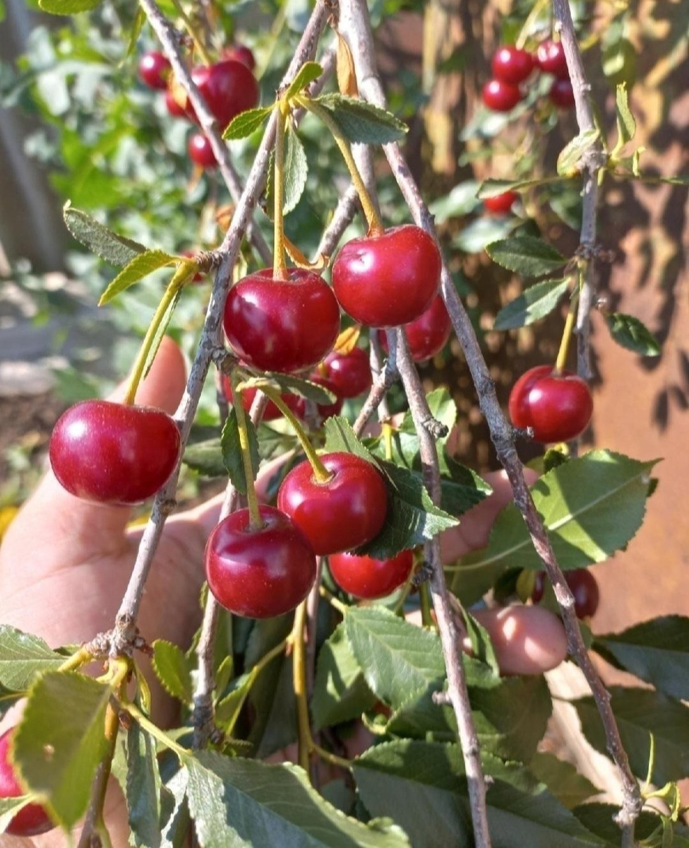 Фотография автора канала "Симфония уютного быта". Архив