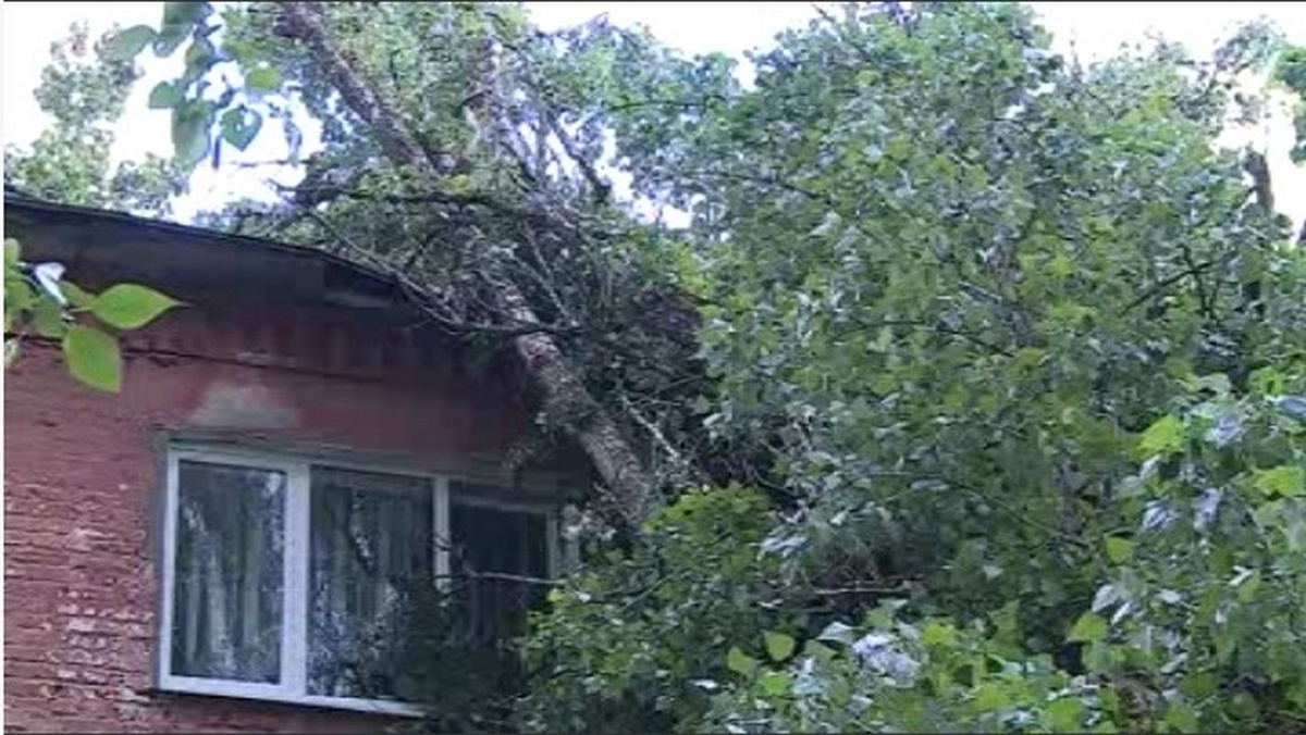   Оборванные провода, поваленные деревья, вылетевшие окна: в Курске бушевал ураган