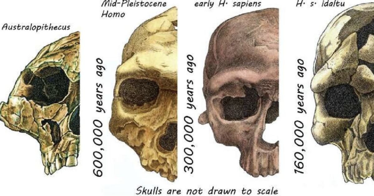 Фото: Rodrigo Lacruz/Phys.org
