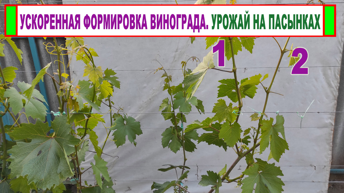 Ускоренное формирование винограда по Баширову.
