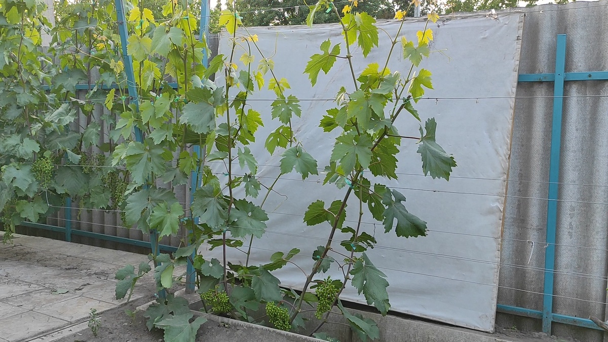 Пример ускоренного формирования куста винограда по Баширову.