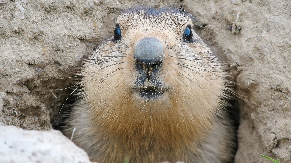    Фото: Owsigor/Shutterstock/Fotodom