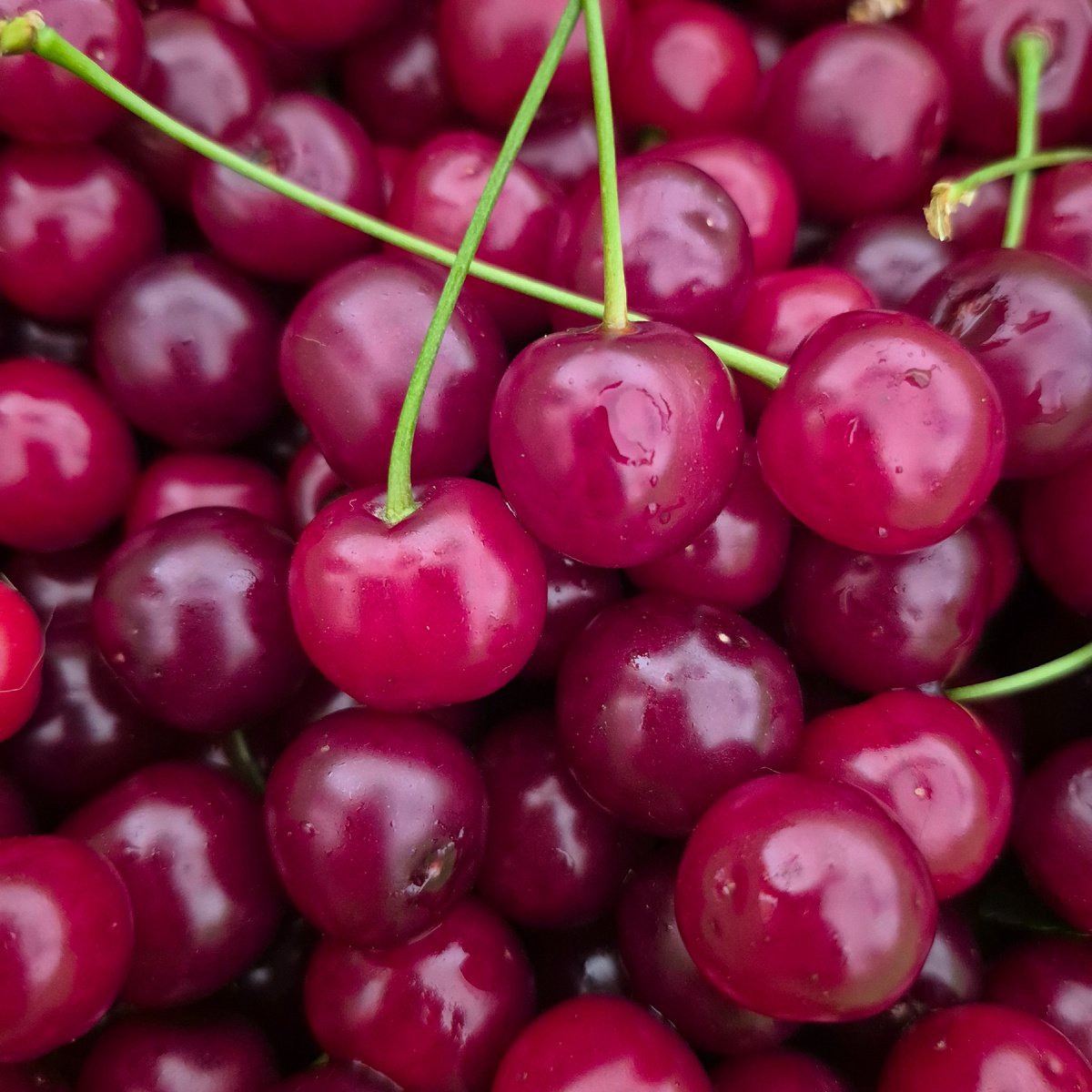 Фото нашей вишни