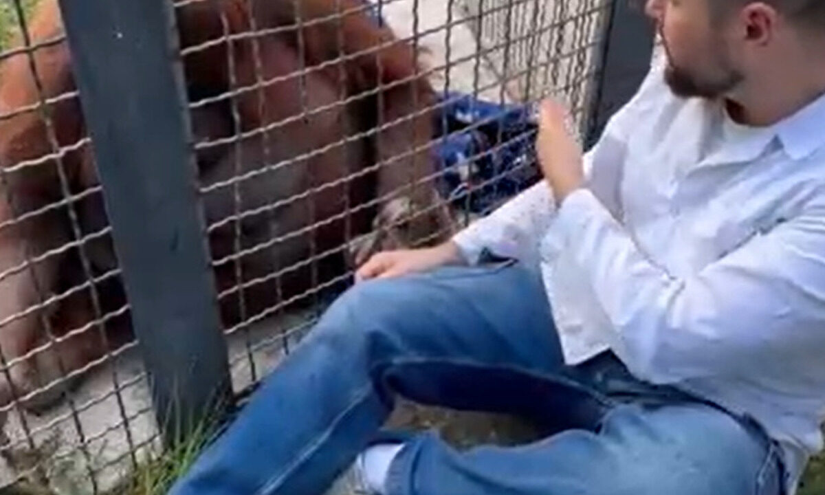    Скриншот видео t.me/taigancafari