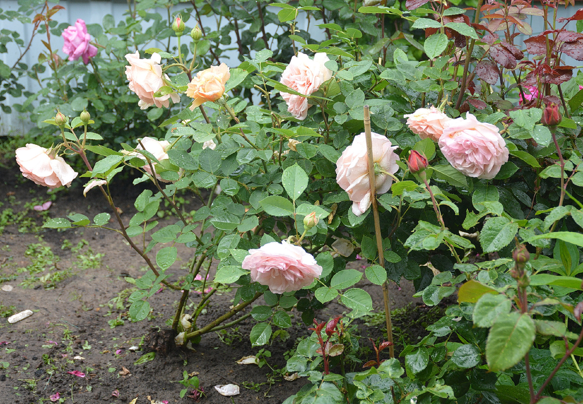 15 июня 2025. 'Чарльз Остин'