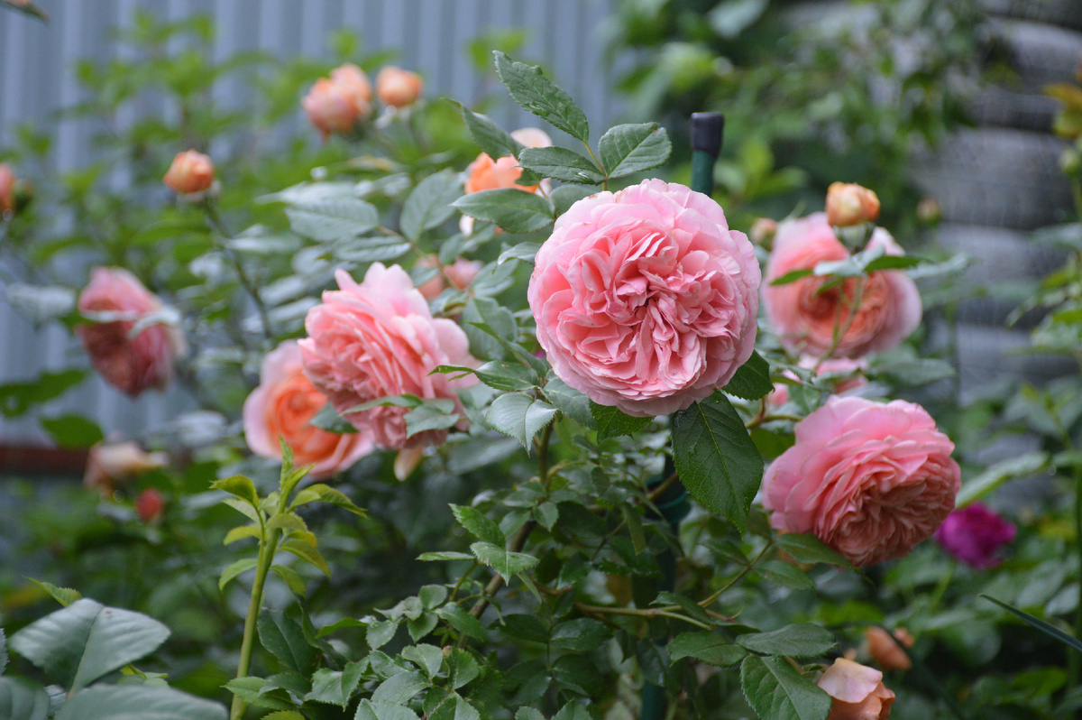 15 июня 2025. Роза 'Чиппендейл'. Все фотографии в статье мои. Розы тоже