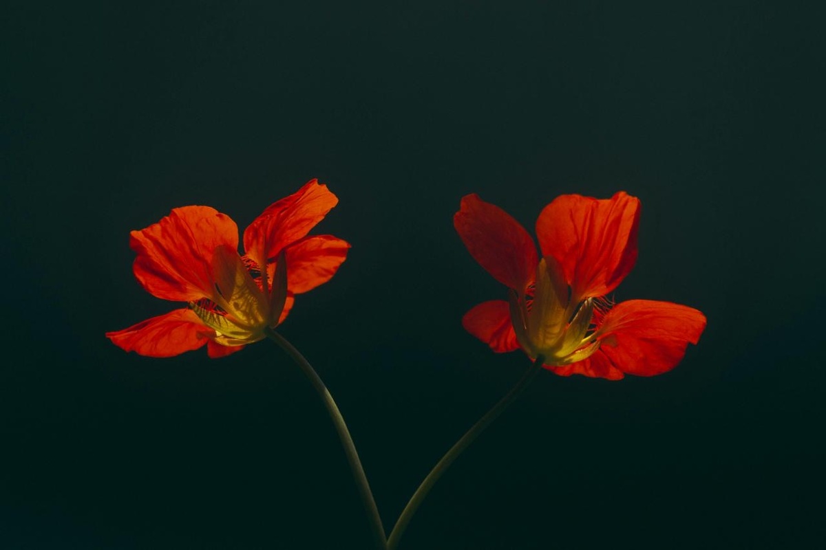 Фотограф: DI LAI: https://www.pexels.com/ru-ru/photo/19578677/