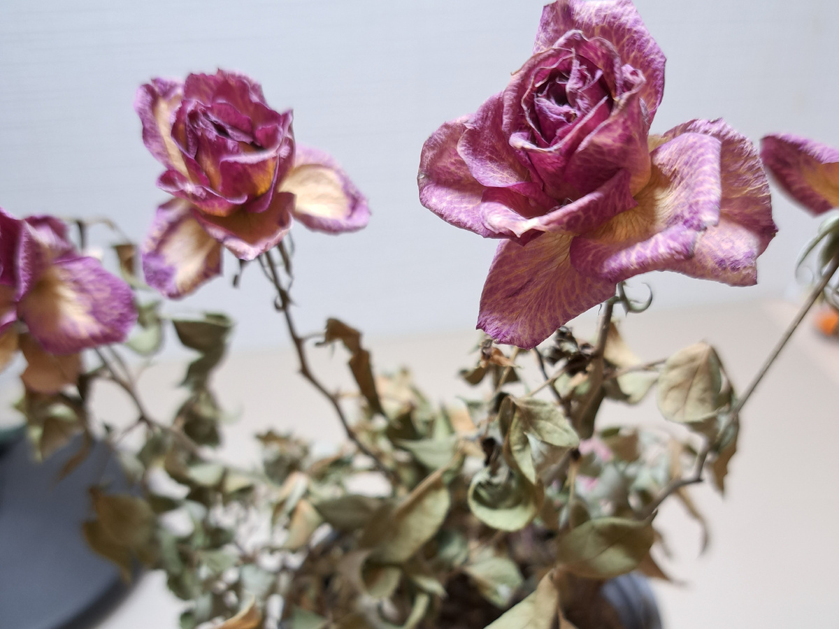 Борьба с паутинным клещом