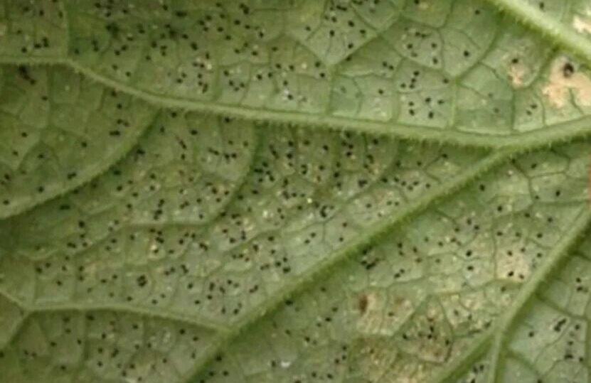 Паутинный клещ на растении