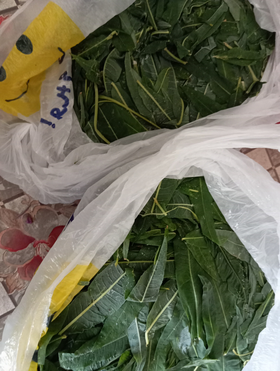 Фото автора. Листочки после морозилки. 