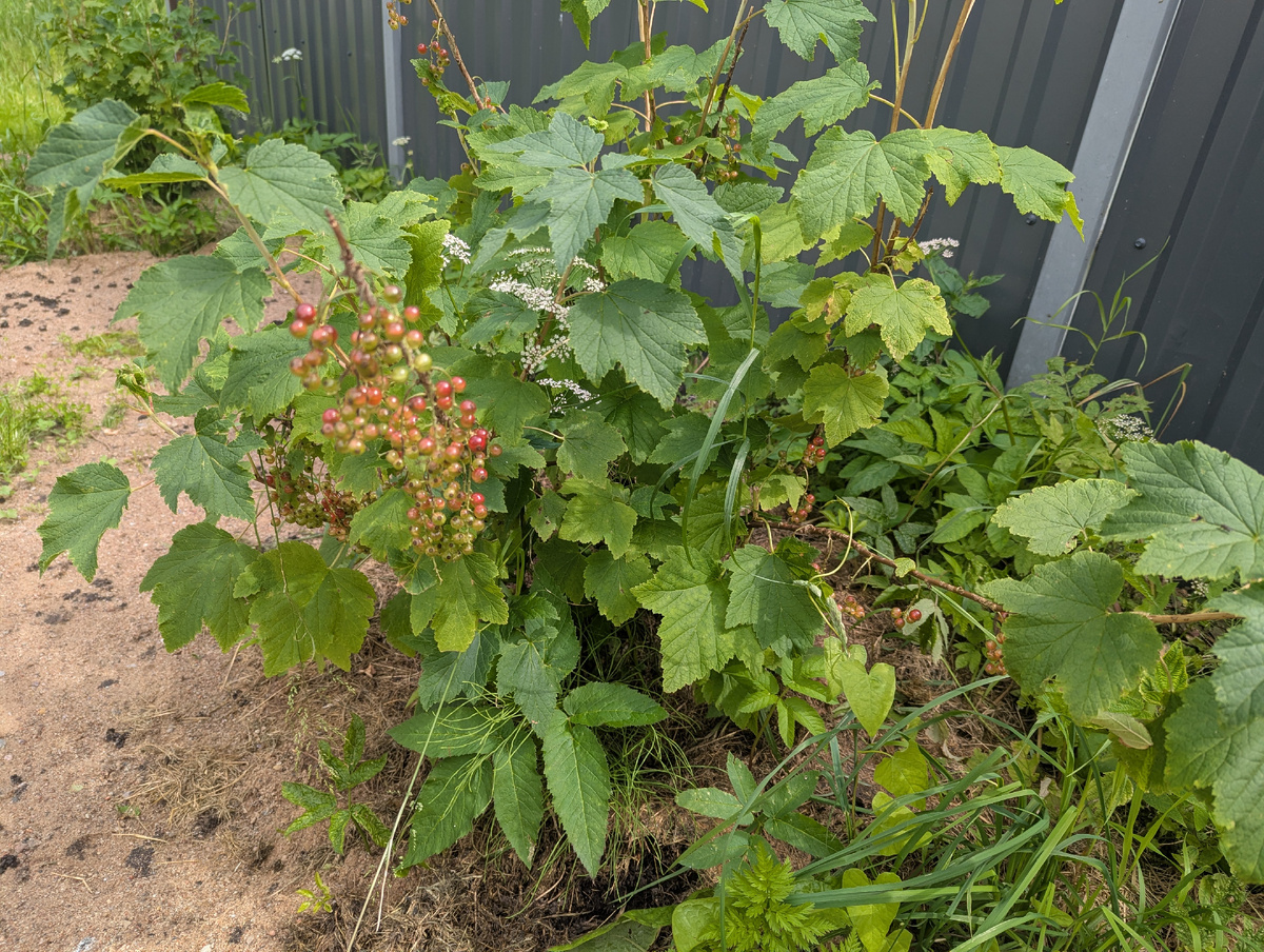 Красная смородина пока еще не очень красная