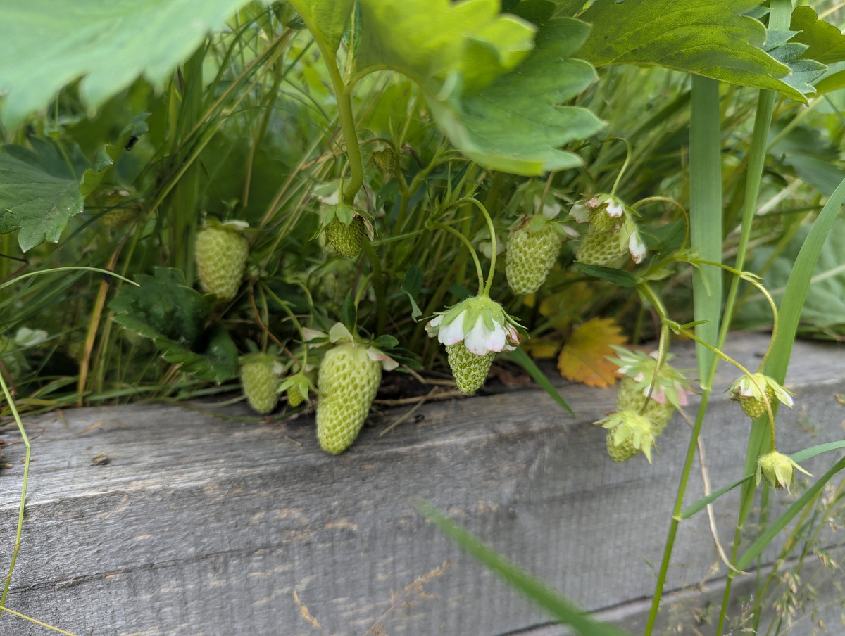 Зеленая клубника