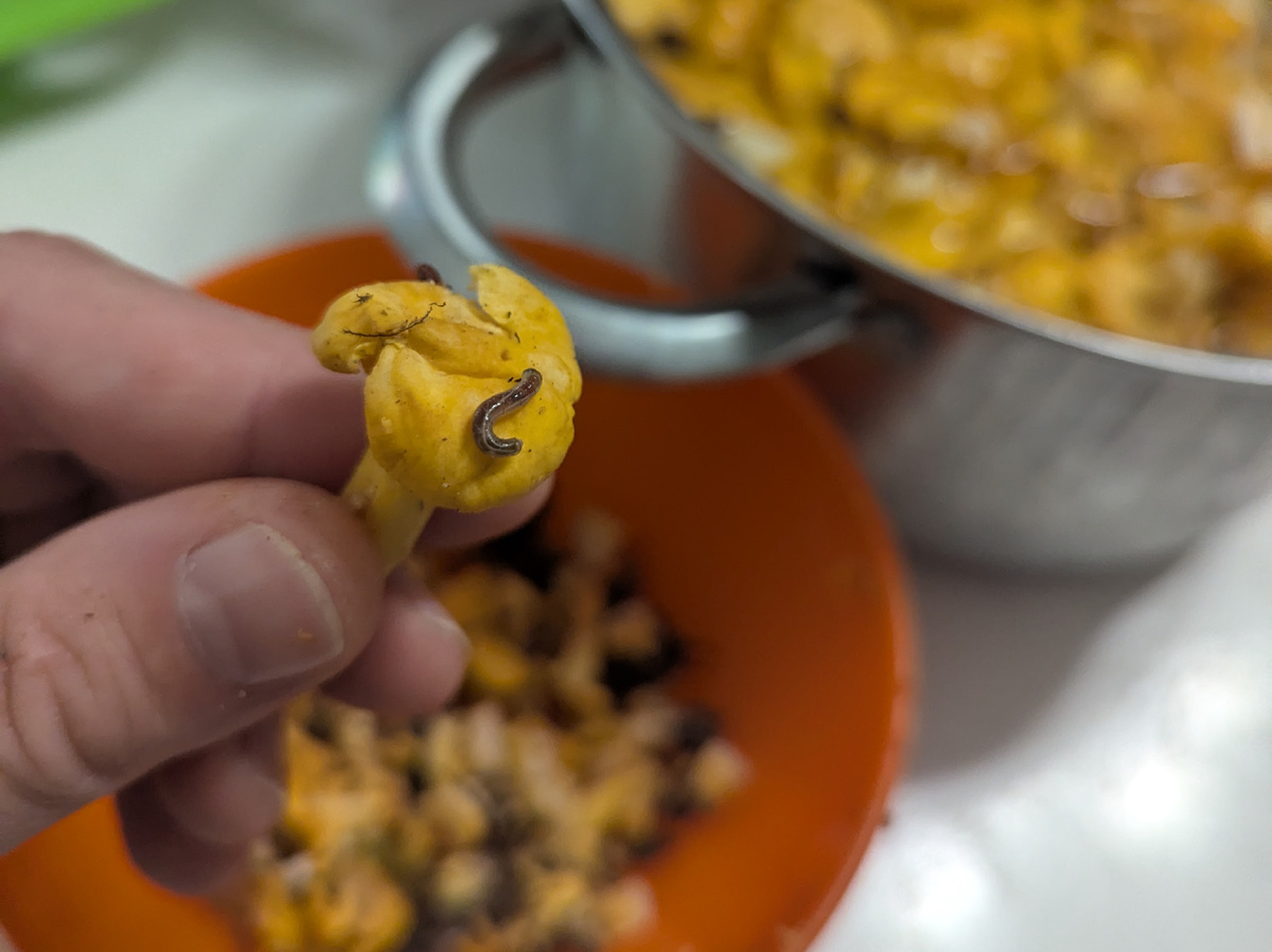 Червивые лисички