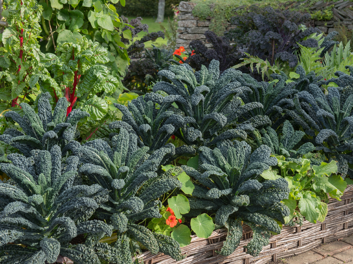 Ну, чем не цветник? А ведь здесь практически все съедобно: капуста Кале, мангольд, настурция. Стильно и полезно! Фото: shutterstock.com