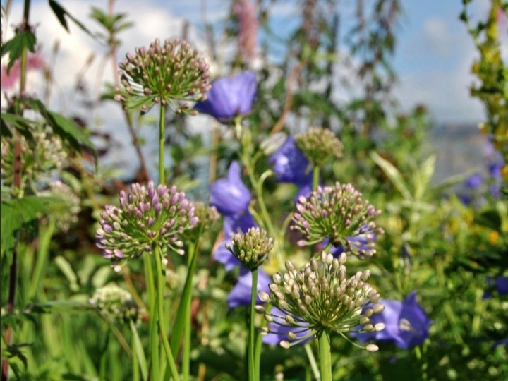 Лук-слизун в цветнике. Фото: