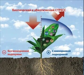 Фото из интернета