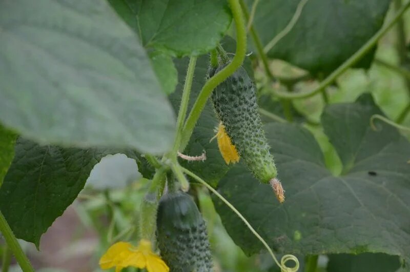 Чем опрыскиваю огурцы, чтобы было больше завязей. Увеличиваю урожай даже в холодную погоду