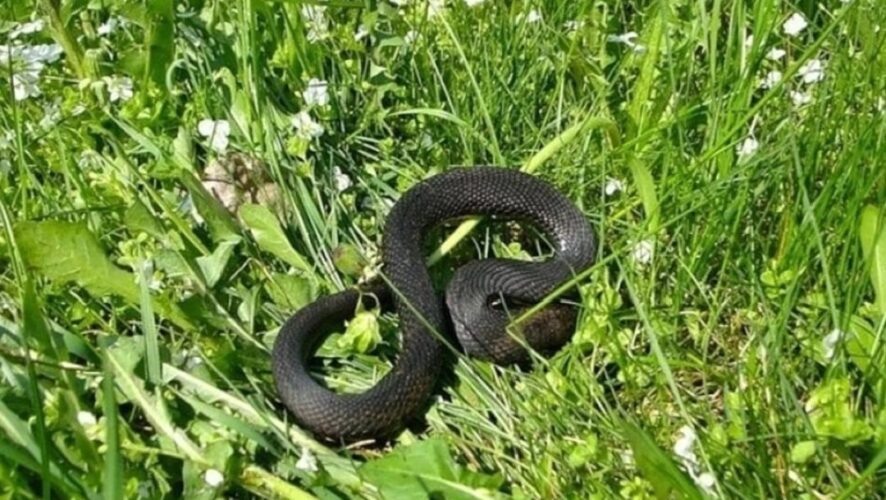    Елабужская Центральная районная больница