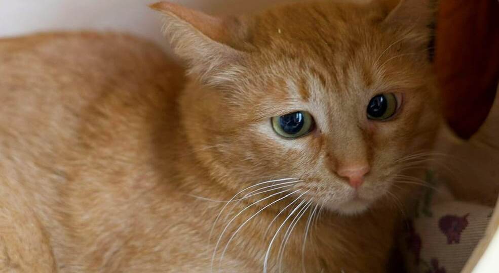 Фанта жила на дереве после того, как её бросили студенты