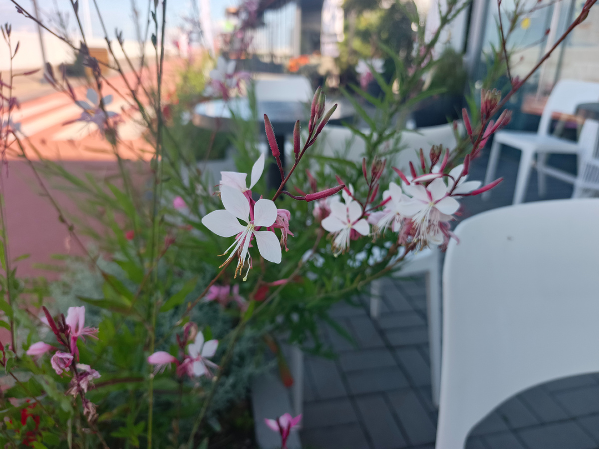 ФТ Сириус, Имеретинская набережная, конец июня 2025 г.