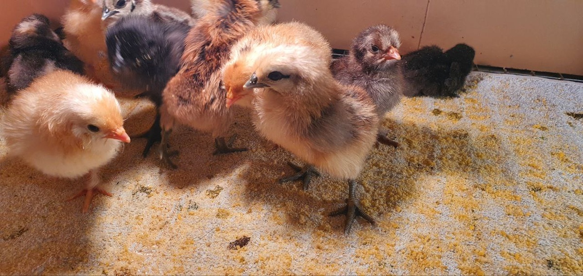 Цыплёнок согрелся и успокоился