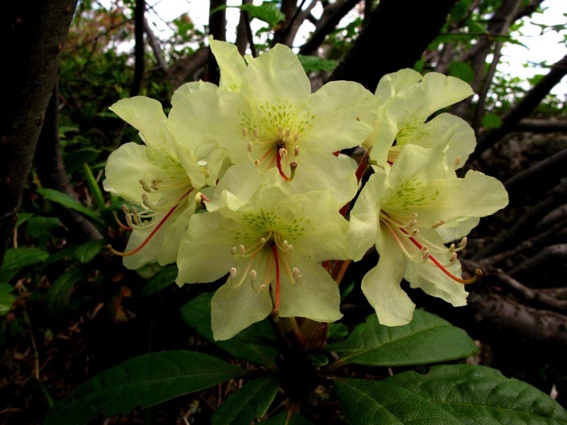 Рододендрон золотистый. Фотография из wikipedia