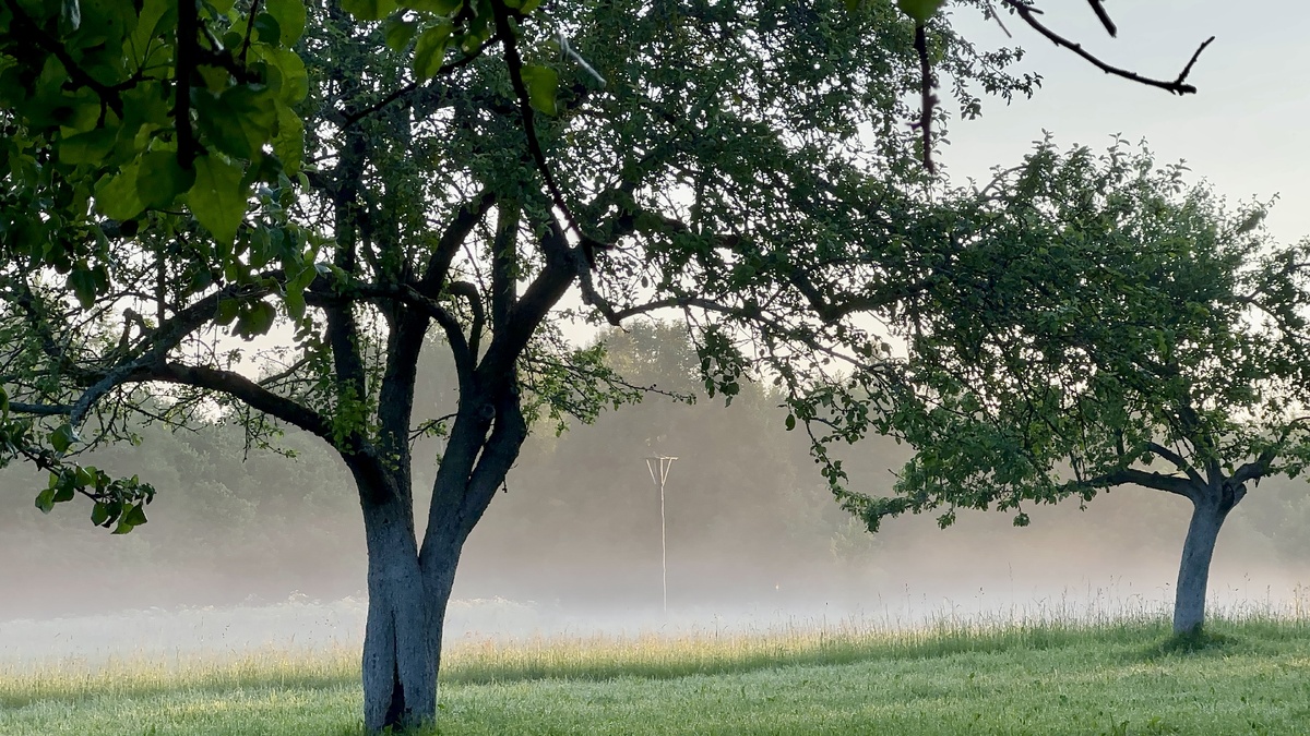 туман из детства