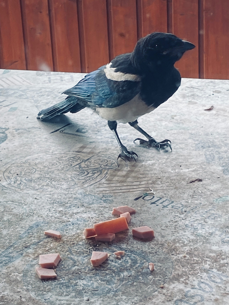 Единственная сорока, которая нас не боялась. Совсем еще молоденькая Маруся.