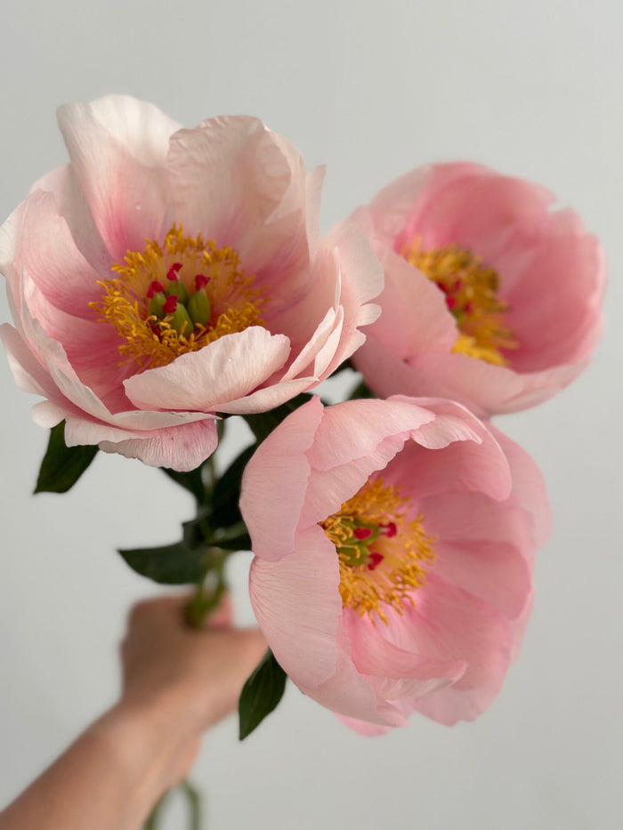 Фото FluffyFlower