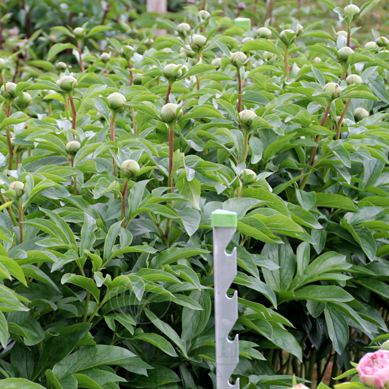 Фото Warmerdam Paeonia