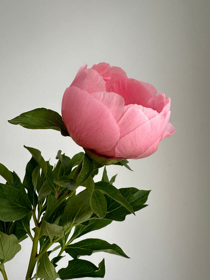 Фото FluffyFlower