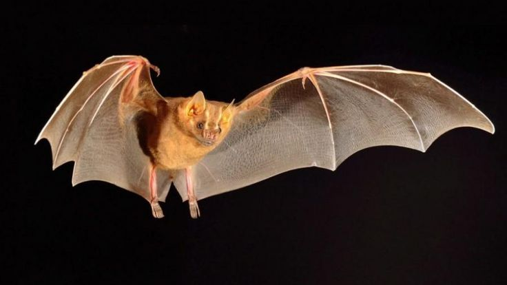 Летучая мышь